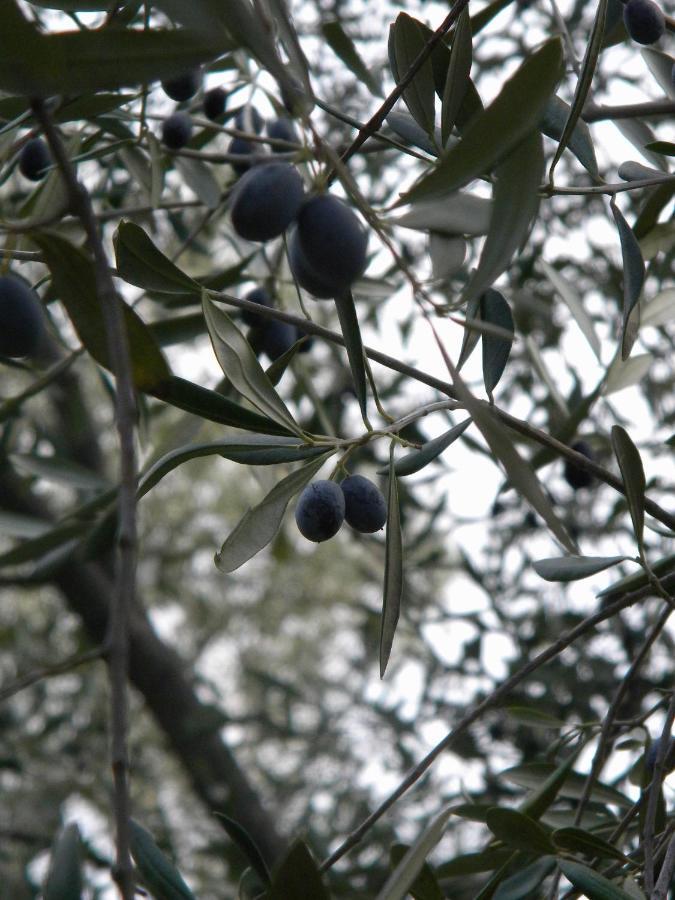 Ca Dell'Acciuga Villa Cervo Bagian luar foto
